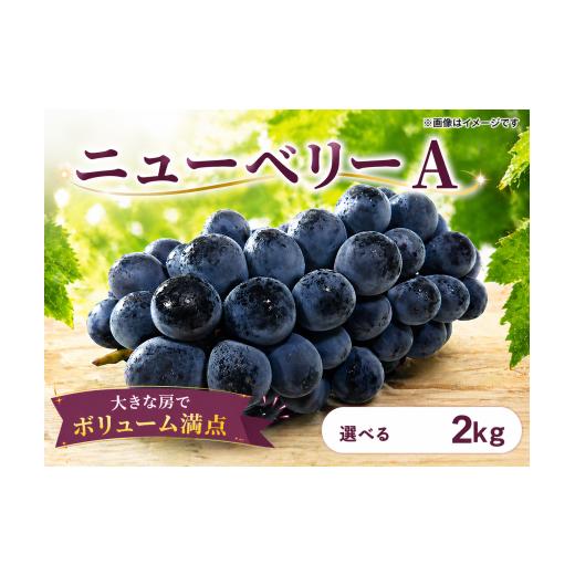 ふるさと納税 果物類 ぶどう 徳島県 阿波市 先行予約 ぶどう ニューベリーA 2kg [ 2026年 8月 上旬 〜 順次発送 ]フルーツ ぶどう 葡萄 期間限定 旬 産地直…