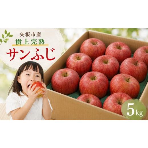 ふるさと納税 りんご 栃木県 矢板市 数量限定 りんご 樹上完熟 サンふじ 5kg 2026年 先行予約 観光農園|リンゴ 林檎 フルーツ 果物 | 栃木県 矢板市