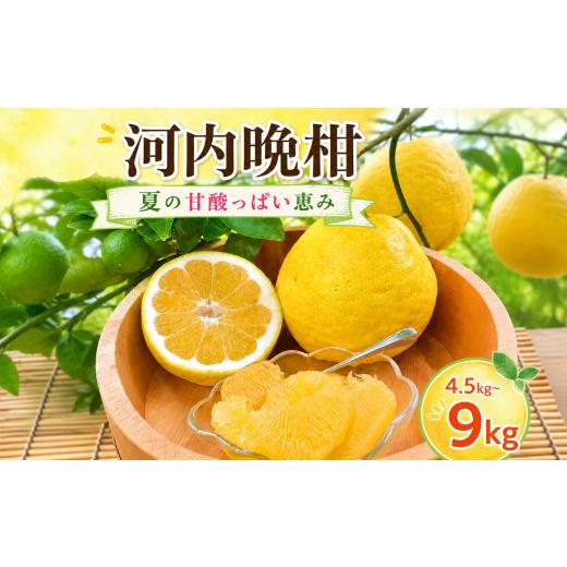 ふるさと納税 みかん・柑橘類 高知県 宿毛市 河内晩柑 約9kg (訳あり) 龍馬がゆく園芸 訳あり 約9kg (12,000円)