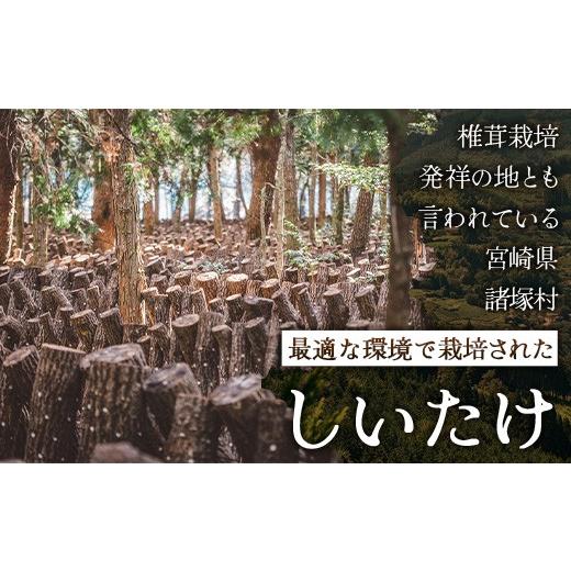 ふるさと納税 乾物 干ししいたけ 宮崎県 諸塚村 世界初CoC認証取得 宮崎県諸塚村産 乾しいたけ 肉厚 60g×3P 計360g 常温｜干ししいたけ どんこ 椎茸 冬? 肉…_2