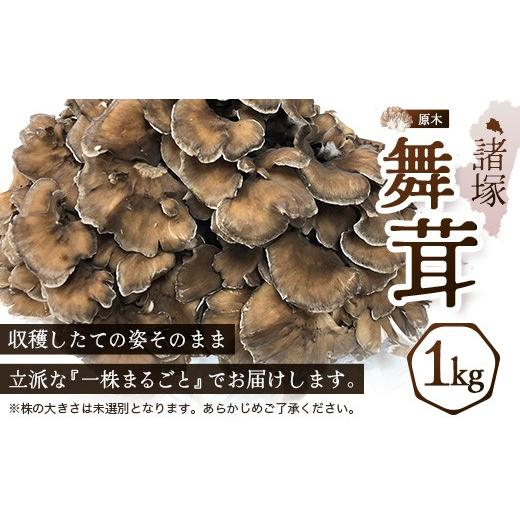 ふるさと納税 野菜類 きのこ 宮崎県 諸塚村 先行予約 宮崎県諸塚村産 原木舞茸 1kg 数量限定［2026年10月下旬〜11月中旬ごろにお届け］冷蔵｜マイタケ きのこ…_6