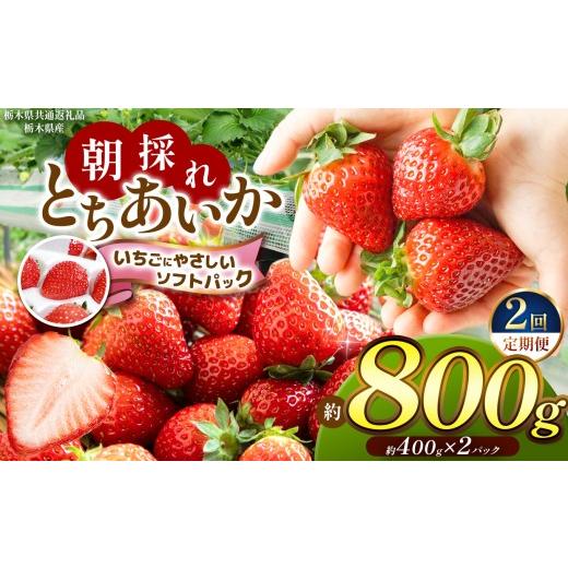 ふるさと納税 いちご 栃木県 那珂川町 先行予約 定期2回 栃木県共通返礼品 朝採れいちご とちあいか 約400g×2P いちごに優しいソフトパックでお届け | いち…