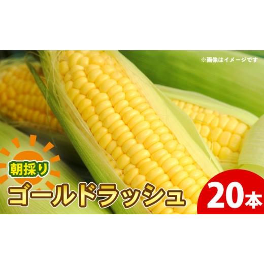 ふるさと納税 とうもろこし 京都府 - 先行予約 朝もぎ とうもろこし 20本 ゴールドラッシュ 《10月下旬より順次発送》 京都 京都府 コーン トウモロコシ 久御…_1