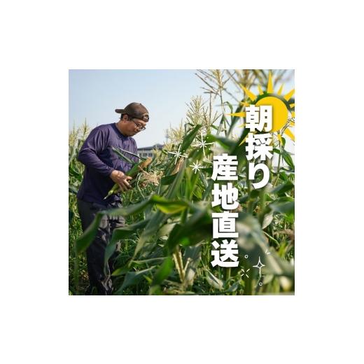 ふるさと納税 とうもろこし 京都府 - 先行予約 朝もぎ とうもろこし 20本 ゴールドラッシュ 《10月下旬より順次発送》 京都 京都府 コーン トウモロコシ 久御…_2