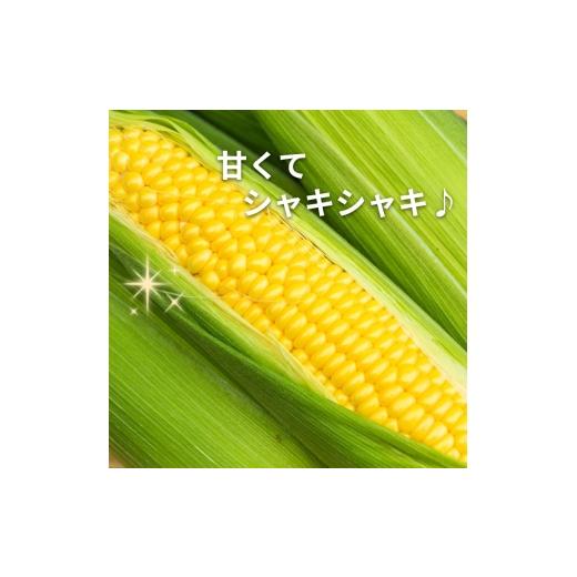 ふるさと納税 とうもろこし 京都府 - 先行予約 朝もぎ とうもろこし 20本 ゴールドラッシュ 《10月下旬より順次発送》 京都 京都府 コーン トウモロコシ 久御…_3