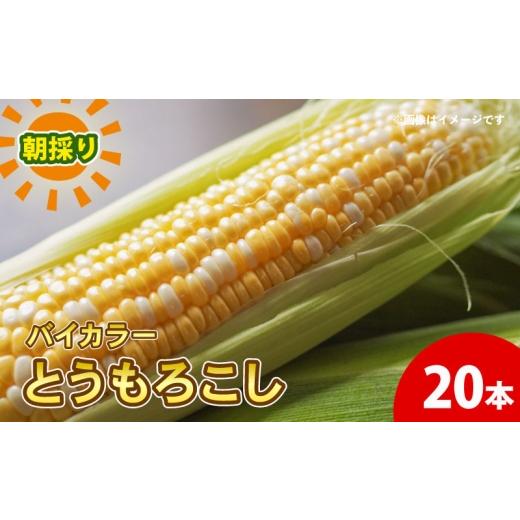 ふるさと納税 とうもろこし 京都府 - 先行予約 朝もぎ とうもろこし バイカラー 20本 《6月中下旬より順次発送》 京都 京都府 コーン トウモロコシ ミルフィ…_1