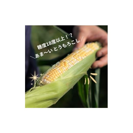 ふるさと納税 とうもろこし 京都府 - 先行予約 朝もぎ とうもろこし バイカラー 20本 《6月中下旬より順次発送》 京都 京都府 コーン トウモロコシ ミルフィ…_3