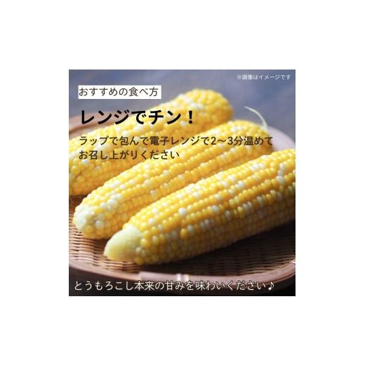 ふるさと納税 とうもろこし 京都府 - 先行予約 朝もぎ とうもろこし バイカラー 20本 《6月中下旬より順次発送》 京都 京都府 コーン トウモロコシ ミルフィ…_5