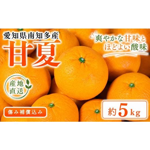 ふるさと納税 みかん・柑橘類 愛知県 南知多町 数量限定 甘夏 約5kg 傷み補償込み 国産 化学肥料不使用 あまなつ みかん 蜜柑 柑橘 果物 フルーツ デザート …
