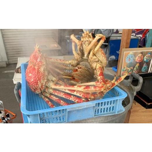 ふるさと納税 魚貝類 愛知県 蒲郡市 G0776 数量限定 蒲郡産 タカアシガニの茹でたてを食べられる体験(来店型)蒲郡 体験型 活きた タカアシガニ 珍しい カニ…