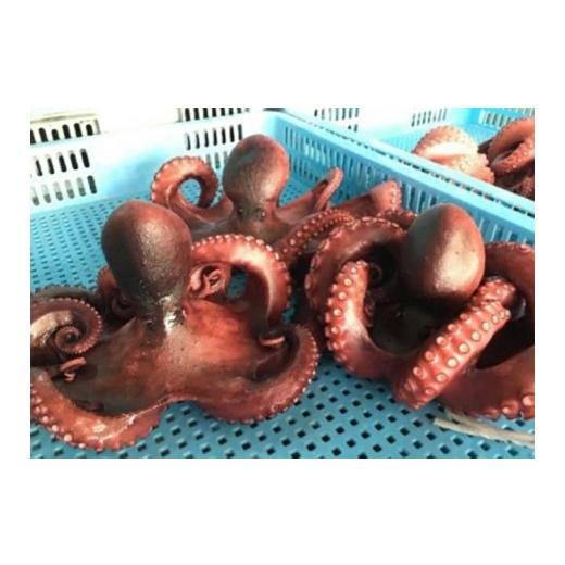ふるさと納税 タコ 愛知県 蒲郡市 G0774 うんまいタコ お家でゆでる体験キット めひかり唐揚げ付き