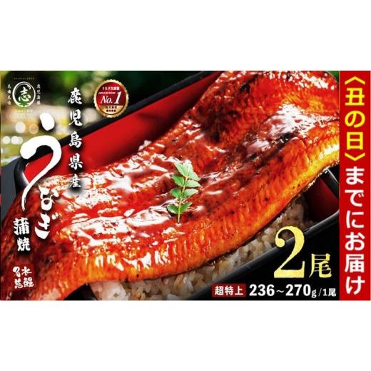 ふるさと納税 うなぎ 鹿児島県 志布志市 丑の日までに配送 数量限定 鹿児島県産うなぎ蒲焼 名水慈鰻 超特上 2尾(1尾あたり236~270g) 計500g以上 うなぎ 鰻 ウ…