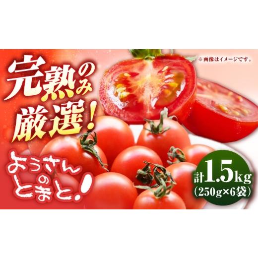ふるさと納税 トマト ミニトマト 長崎県 壱岐市 先行予約 壱岐市産 ミニトマト 1.5kg(250g×6袋) 2026年8月下旬以降順次発送 [壱岐市] ようさんのとまと …