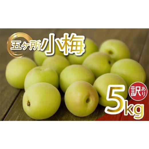 ふるさと納税 果物類 三重県 南伊勢町 訳あり 小梅 約5kg 3〜4L 優品 うめ 生梅 青梅 旬 期間限定 梅酒 梅干し 梅干 ジャム シロップ ジュース 五ヶ所小梅 三…