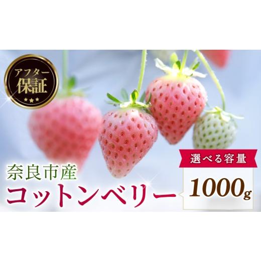 ふるさと納税 いちご 奈良県 奈良市 数量限定 2027年 3~4月発送 苺 いちご コットンベリー 4パック 約1000g (約250g×4P) ゆりかーご 冷蔵 小分け 果物 スイ…