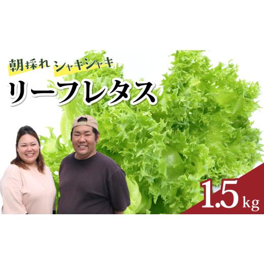 ふるさと納税 野菜類 高知県 宿毛市 朝採れ レタス 1.5kg ( 15袋 ) 新鮮 リーフレタス サラダ 産地直送 野菜 フレッシュ 水耕栽培 栽培期間中 農薬不使用 ギフ…