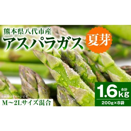 ふるさと納税 野菜類 アスパラガス 熊本県 八代市 先行予約 アスパラガス 1.6kg (M〜2Lサイズ混合) アスパラ 新鮮 夏野菜 野菜 やさい 旬 産地直送 野菜ソ…