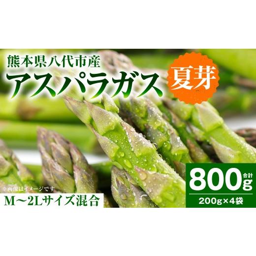 ふるさと納税 野菜類 アスパラガス 熊本県 八代市 先行予約 アスパラガス 800g (M〜2Lサイズ混合) アスパラ 新鮮 夏野菜 野菜 やさい 旬 産地直送 野菜ソム…
