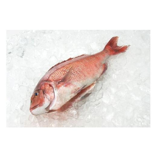 ふるさと納税 魚貝類 鯛 愛媛県 今治市 みかんの風味が食欲をそそる愛媛県の公認ブランド「みかん愛たい」食べ尽くしセット 三枚おろし2枚 頭 鯛 タイ 魚 刺身…