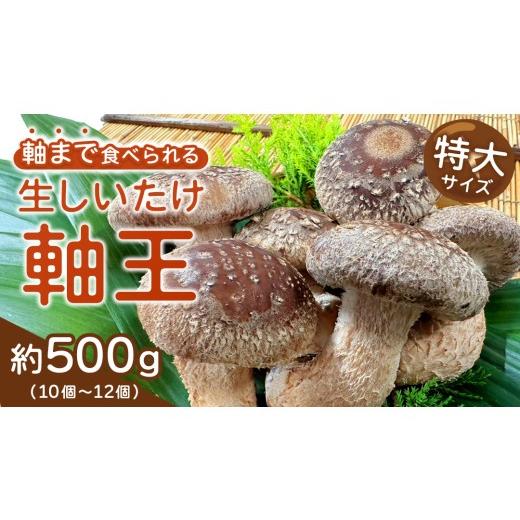 ふるさと納税 野菜類 きのこ 茨城県 つくばみらい市 産地直送 軸まで美味しい『軸王しいたけ』特大サイズ 約500g (約10〜12個) しいたけ 椎茸 シイタケ きのこ…