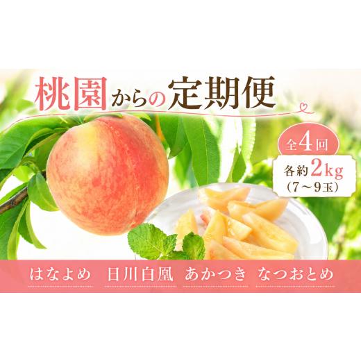 ふるさと納税 もも 香川県 丸亀市 桃園からの定期便 全4回 各約2kg (7〜9玉) はなよめ 日川白凰 あかつき なつおとめ 飯山 桃 もも ふるさと納税桃 ふるさと納…