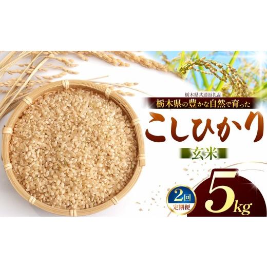 ふるさと納税 米 コシヒカリ 栃木県 那珂川町 先行予約 定期2回 こしひかり(玄米)約 5kg 栃木県共通返礼品|コシヒカリ 米 玄米 おいしい お米 こめ おこめ…