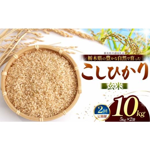 ふるさと納税 米 コシヒカリ 栃木県 那珂川町 先行予約 定期2回 こしひかり(玄米)約 10kg 栃木県共通返礼品|コシヒカリ 米 玄米 おいしい お米 こめ おこ…