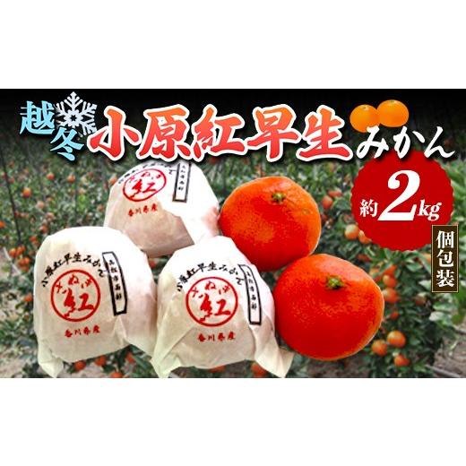 ふるさと納税 果物類 みかん 香川県 琴平町 先行予約2027年1月〜2027年2月頃お届け 越冬小原紅早生みかん (個包装) 約2kg みかん 果物 くだもの フルーツ デ…
