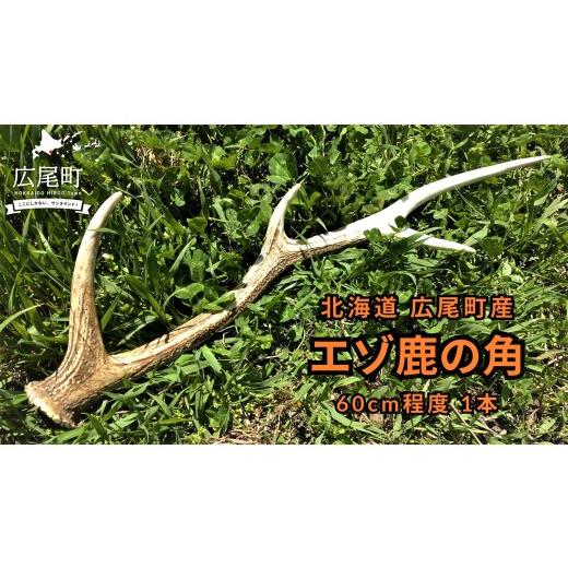 ふるさと納税 インテリア・絵画 北海道 広尾町 エゾ鹿の角 1本(60cm程度) エゾシカ えぞしか シカの角 鹿角 クラフト インテリア 狩猟 (0124)