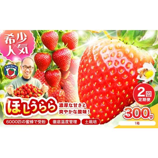 ふるさと納税 いちご 大阪府 泉南市 2027年1月〜5月発送予定 糖度12〜15度の希少品種 いちご ほしうらら 約300g(約300g×1パック× 1箱)2ヶ月定期便 配送不…