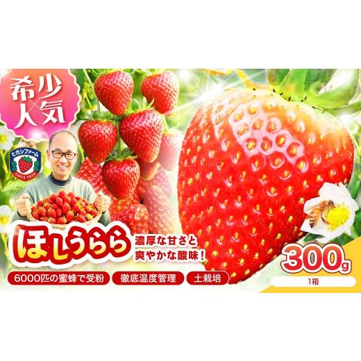 ふるさと納税 いちご 大阪府 泉南市 2027年1月〜5月発送予定 糖度12〜15度の希少品種 いちご ほしうらら 約300g(約300g×1パック×1箱) 配送不可地域:北海…