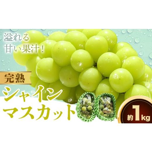 ふるさと納税 ぶどう マスカット 和歌山県 日高町 紀州和歌山産 完熟 シャインマスカット 約1kg 日高町厳選館[2026年9月上旬-9月下旬頃出荷]マスカット 和歌…