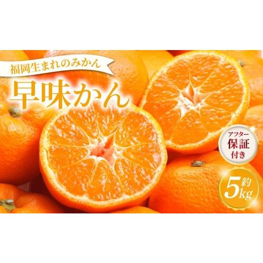 ふるさと納税 果物類 みかん 福岡県 那珂川市 産地直送 福岡県オリジナル品種 みかん 早味かん(2026年9月以降発送)