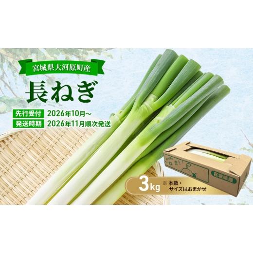 ふるさと納税 野菜類 ねぎ 宮城県 大河原町 長ねぎ 約3kg 新鮮 野菜 ねぎ 葱 野菜 やさい 新鮮 鍋 薬味 焼きネギ 業務用 家庭用 宮城県 大河原町