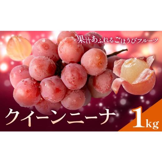 ふるさと納税 ぶどう 鹿児島県 さつま町 ぶどう ブドウ クイーンニーナ 1kg [8月下旬-10月上旬頃出荷] 大藏果樹園 フルーツ おやつ 甘い 果物 くだもの 鹿児…