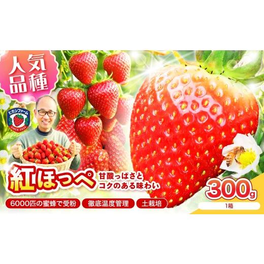 ふるさと納税 いちご 大阪府 泉南市 2027年1月〜5月発送予定 いちご本来の甘酸っぱさを味わう 定番人気 紅ほっぺ 約300g(約300g×1パック×1箱) 配送不可地…