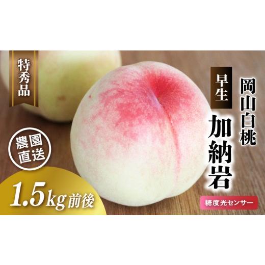 ふるさと納税 もも 岡山県 真庭市 岡山白桃 加納岩 特秀品 1.5kg前後 先行予約 糖度センサー選別 momo67 / 早生 白桃 はくとう 加納岩白桃 桃 もも モモ フル…