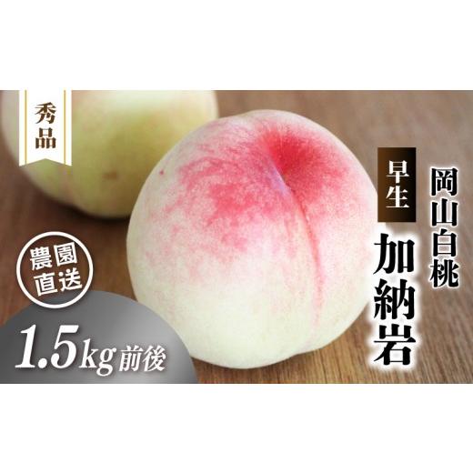 ふるさと納税 もも 岡山県 真庭市 岡山白桃 加納岩 秀品 1.5kg前後 4〜6玉 先行予約 momo40 / 早生 白桃 はくとう 加納岩白桃 桃 もも モモ フルーツ 高級白…