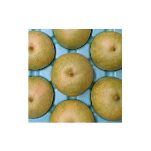 ふるさと納税 梨 長野県 飯島町 二十世紀梨贈答品 計3kg (6〜8玉入り) 1714836