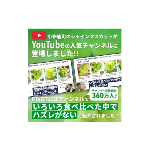 ふるさと納税 ぶどう 長野県 小布施町 冬に食べる第一人者頬べに?＆シャインマスカット詰合せ 各1房 約1kg ［おぶせファーマーズ］ ぶどう 仕かける 食べ比べ …