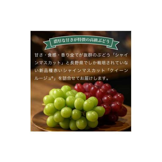 ふるさと納税 ぶどう 長野県 小布施町 冬に食べる第一人者頬べに?＆シャインマスカット詰合せ 各1房 約1kg ［おぶせファーマーズ］ ぶどう 仕かける 食べ比べ …