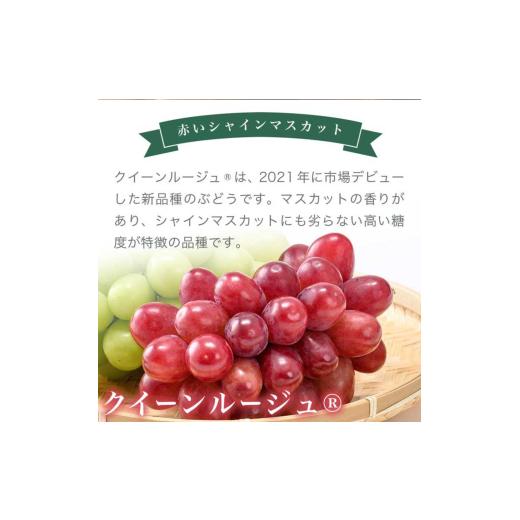 ふるさと納税 ぶどう 長野県 小布施町 冬に食べる第一人者頬べに?＆シャインマスカット詰合せ 各1房 約1kg ［おぶせファーマーズ］ ぶどう 仕かける 食べ比べ …