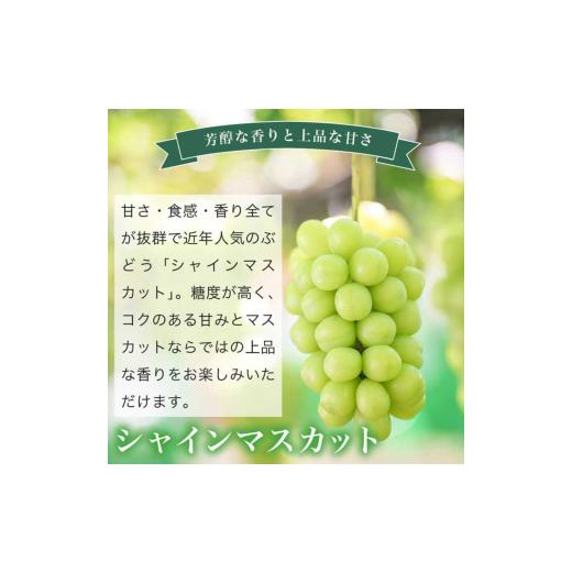 ふるさと納税 ぶどう 長野県 小布施町 冬に食べる第一人者頬べに?＆シャインマスカット詰合せ 各1房 約1kg ［おぶせファーマーズ］ ぶどう 仕かける 食べ比べ …
