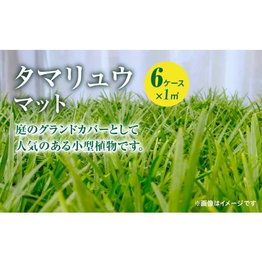 ふるさと納税 花・苗木 鹿児島県 鹿屋市 10月から5月に発送 タマリュウマット KN177-002