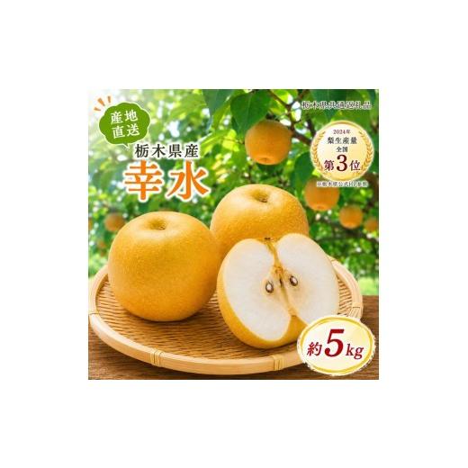 ふるさと納税 梨 栃木県 矢板市 数量限定 梨 なし 栃木県産 幸水 5kg|フルーツ 果物 栃木県共通返礼品 8月発送 幸水|14000円