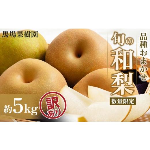 ふるさと納税 梨 宮城県 角田市 2026年先行予約/訳あり 馬場果樹園 品種おまかせ 旬の和梨 約5kg 8月中旬〜順次発送