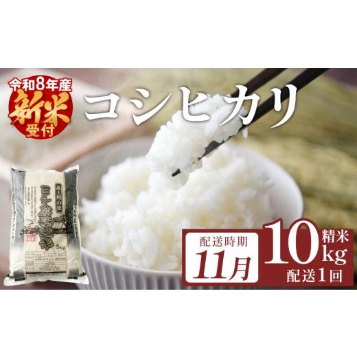 ふるさと納税 米 コシヒカリ 宮城県 石巻市 11月配送 先行予約 米 令和8年産 コシヒカリ 精米 10kg ( 5kg × 2袋 ) 単品 新米 こめ コメ お米 ご飯 白米 こ…