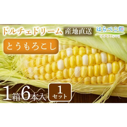 ふるさと納税 とうもろこし 愛知県 西尾市 とうもろこし『ドルチェドリーム』(6本入/1箱)1セット・H123 6本/11,000円