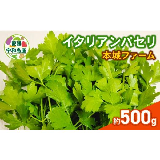 ふるさと納税 野菜類 ハーブ 愛媛県 宇和島市 イタリアンパセリ 500g 本城ファーム ハーブ 生パセリ パセリ ぱせり はーぶ 香草 水耕栽培 野菜 やさい 美味し…