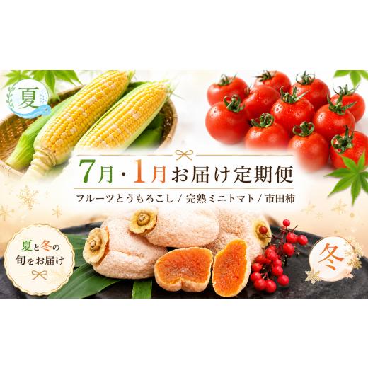 ふるさと納税 野菜類 長野県 飯田市 定期便2回 「テトテ定期便」定番たっぷり 7月・1月発送 | テトテ農園 フルーツ 野菜 とうもろこし ミニトマト 市田柿 旬 …
